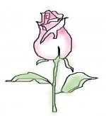 简笔画花：花蕊的结构与画法