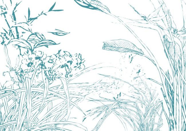简笔画花：