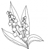 简笔画花：关于花结构的本质